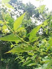 Jaltomata procumbens