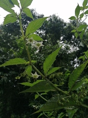 Jaltomata procumbens