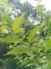 Jaltomata procumbens