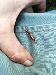 Lithobius forficatus
