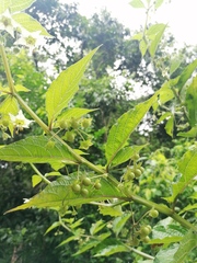 Jaltomata procumbens