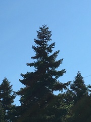 Abies cephalonica