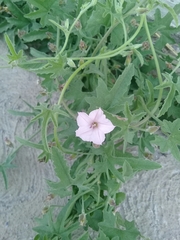 Convolvulus equitans equitans