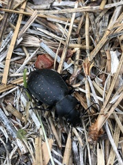 Calosoma tepidum