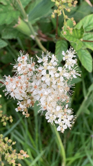 Filipendula ulmaria