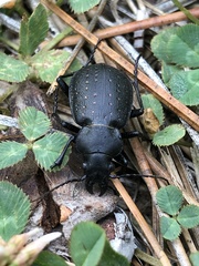 Calosoma tepidum