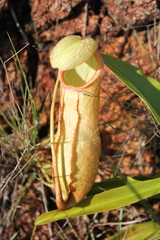 Nepenthes abalata