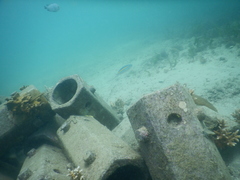 Caesio xanthalytos