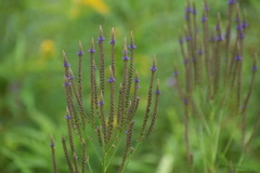 Verbena hastata
