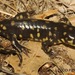 Ambystoma tigrinum - Photo (c) Todd Pierson, some rights reserved (CC BY-NC-SA)
