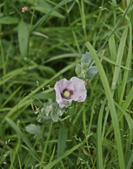 Papaver somniferum setigerum