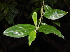 Meriania speciosa