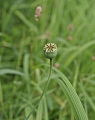 Papaver somniferum setigerum