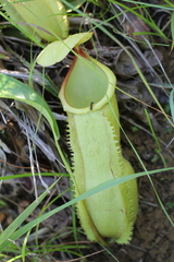 Nepenthes abalata