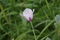 Papaver somniferum setigerum