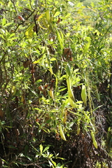 Nepenthes abalata