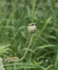 Papaver somniferum setigerum