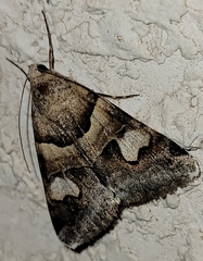 Drasteria pallescens