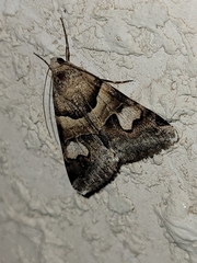 Drasteria pallescens