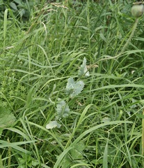 Papaver somniferum setigerum