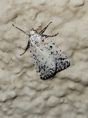 Eucaterva variaria