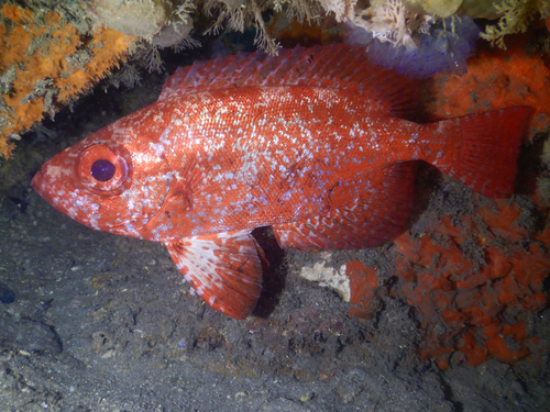 Bloch's bigeye (Priacanthus blochii) — Priacanthidae — 5