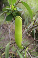 Nepenthes abalata
