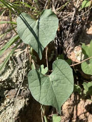 Ipomoea gilana