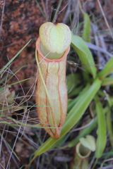 Nepenthes abalata