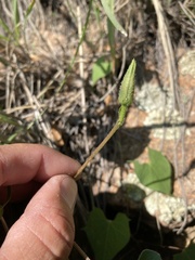 Ipomoea gilana