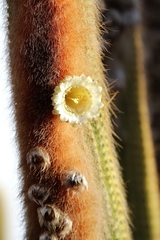 Espostoa