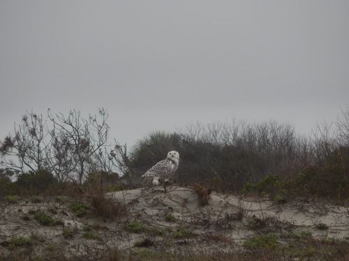 Snowy Owl photographed in Florida