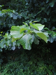 Alnus glutinosa barbata