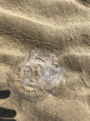 Chrysaora chesapeakei