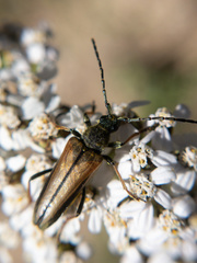 Acmaeops pratensis