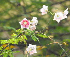 Oxystelma esculentum