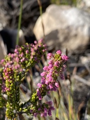 Erica hispidula