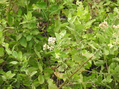 Pluchea tomentosa