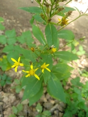 Senecio nemorensis