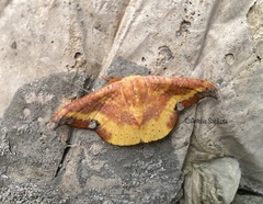 Oreta sanguinea