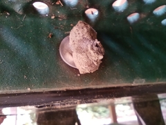 Mischocyttarus mexicanus