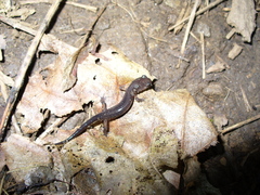 Plethodon cheoah