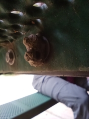 Mischocyttarus mexicanus