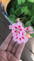 Ciconium
