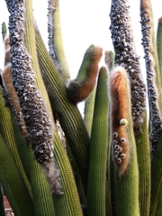 Espostoa