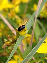 Cryptocephalus moraei
