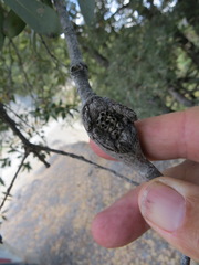 Dryocosmus asymmetricus