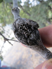 Dryocosmus asymmetricus