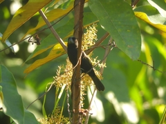 Sporophila crassirostris
