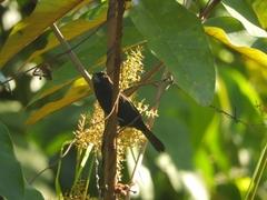 Sporophila crassirostris